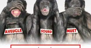 Les Bonobos, pour 3 dates au théâtre des 3T en juillet 2024