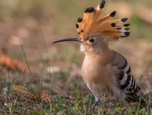 Évasion Nature à Toulouse : Découvrez les oiseaux du domaine avec « Les ailes du lac » à la Reynerie !